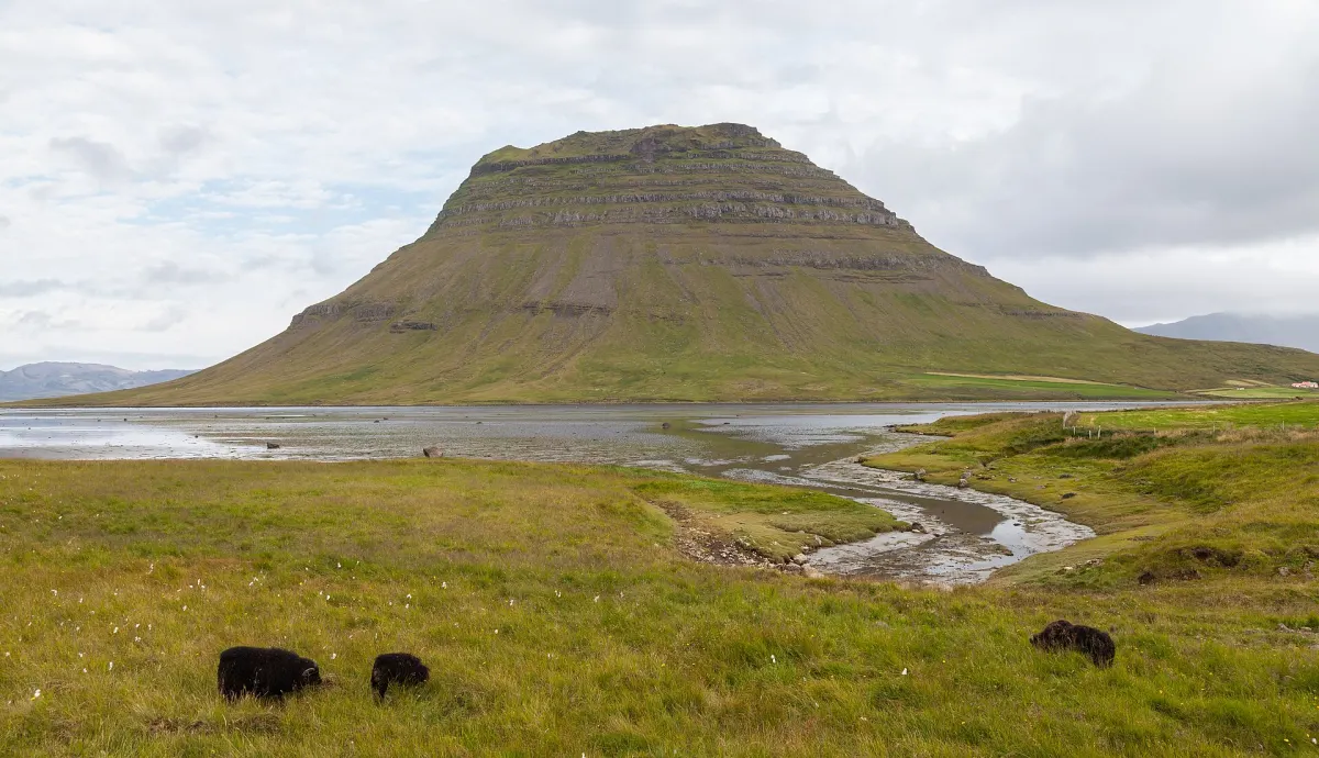 Der Kirkjufell auf der Halbinsel Snæfellsnes über grünen Wiesen und einem gewundenen Flusslauf, im Vordergrund grasende Schafe