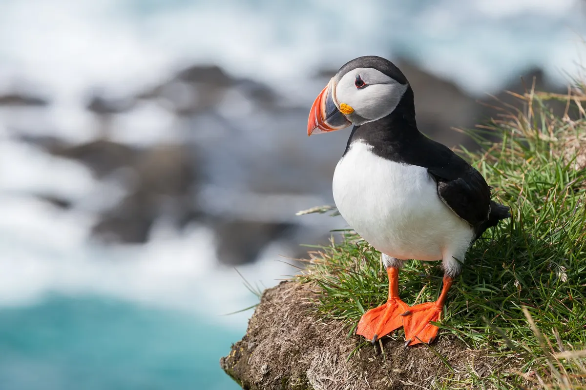 Papageitaucher auf einem grasbewachsenen Felsvorsprung an den Vogelklippen von Látrabjarg